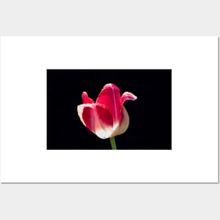 Garden Tulip 9 Posters and Art